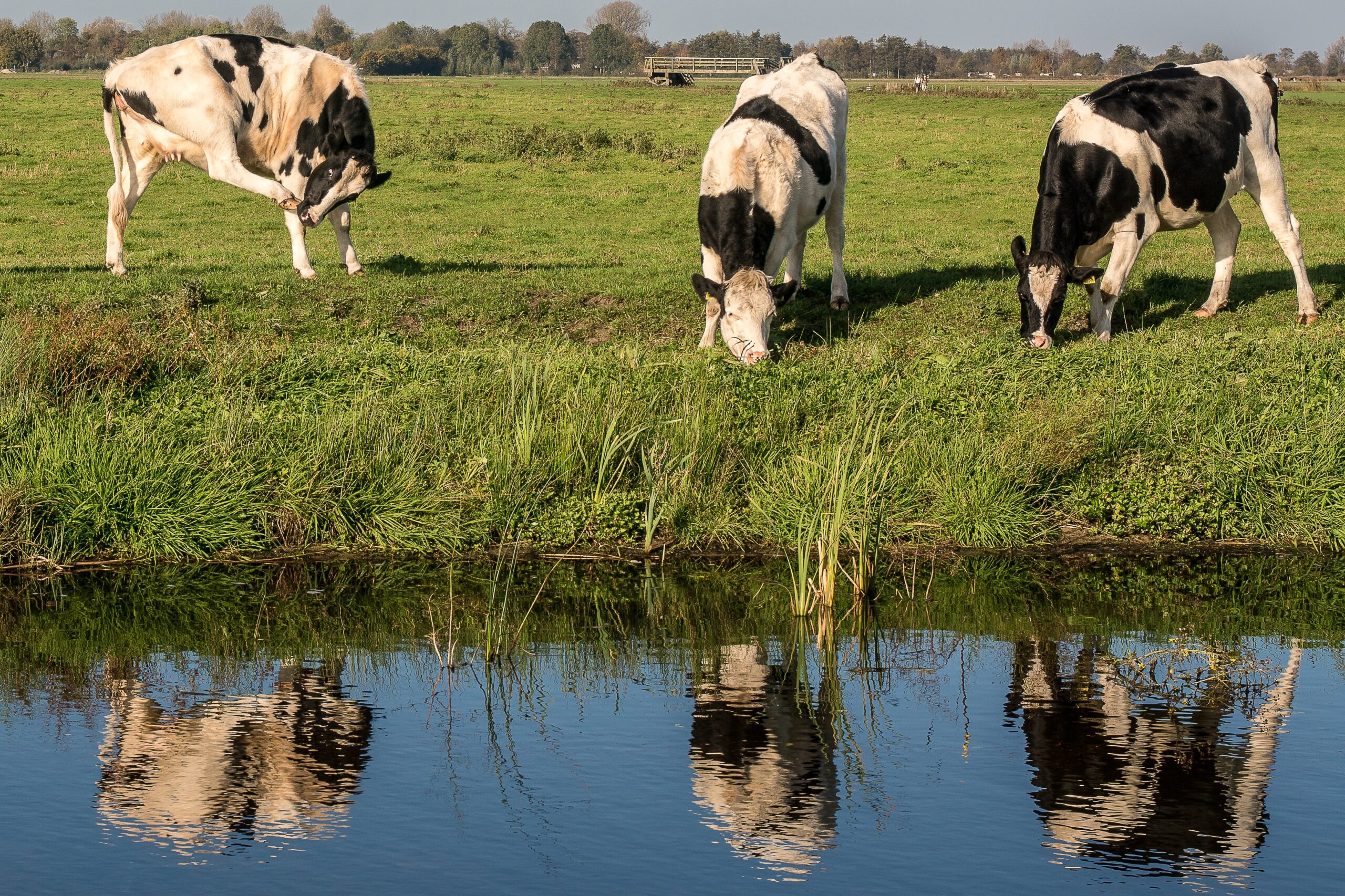 landschap met koeien - dit gaat over vso agrarisch makelaar voor melkveebedrijven